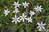 Gewone vogelmelk (Ornithogalum umbellatum)