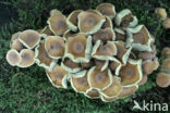 Sulphur tuft (Hypholoma fasciculare)