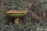 Gewoon eekhoorntjesbrood (Boletus edulis)