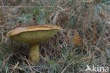 Gewoon eekhoorntjesbrood (Boletus edulis)