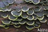 Gewoon elfenbankje (Trametes versicolor)