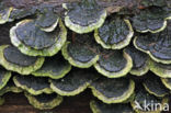 Gewoon elfenbankje (Trametes versicolor)