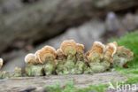 Gewoon elfenbankje (Trametes versicolor)