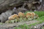 Gewoon elfenbankje (Trametes versicolor)