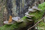 Gewoon elfenbankje (Trametes versicolor)