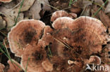 Zoned tooth (Hydnellum concrescens)