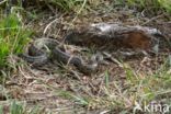 Smooth Snake (Coronella austriaca)