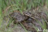 Smooth Snake (Coronella austriaca)