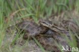 Smooth Snake (Coronella austriaca)