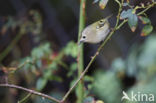 Goldcrest (Regulus regulus)