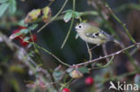 Goldcrest (Regulus regulus)