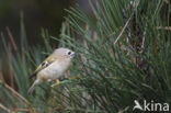 Goldcrest (Regulus regulus)