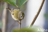 Goldcrest (Regulus regulus)