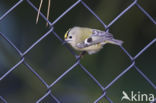 Goldcrest (Regulus regulus)