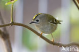 Goldcrest (Regulus regulus)