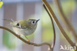 Goldcrest (Regulus regulus)