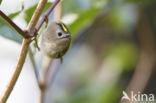 Goldcrest (Regulus regulus)