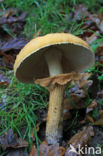 Golden bootleg (Phaeolepiota aurea)