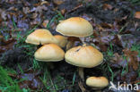 Golden bootleg (Phaeolepiota aurea)