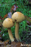 Golden bootleg (Phaeolepiota aurea)