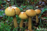 Golden bootleg (Phaeolepiota aurea)