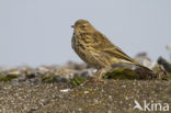 Graspieper (Anthus pratensis)