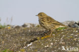 Graspieper (Anthus pratensis)