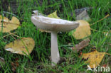 Grijze slanke amaniet (Amanita vaginata)