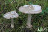 Grijze slanke amaniet (Amanita vaginata)