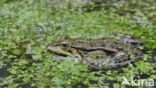 green frog (Rana esculenta 