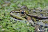 green frog (Rana esculenta 