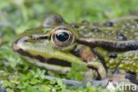 green frog (Rana esculenta 