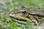 green frog (Rana esculenta 