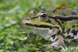 green frog (Rana esculenta 