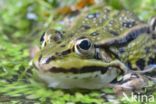 green frog (Rana esculenta 