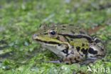 green frog (Rana esculenta 