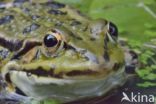 green frog (Rana esculenta 