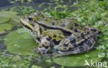 green frog (Rana esculenta 