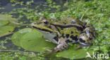 green frog (Rana esculenta 