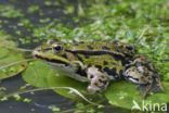 green frog (Rana esculenta 