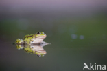 green frog (Rana esculenta 