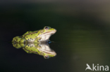 green frog (Rana esculenta 