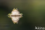 green frog (Rana esculenta 