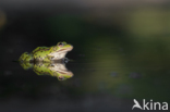 green frog (Rana esculenta 