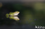 green frog (Rana esculenta 