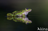 green frog (Rana esculenta 