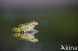 green frog (Rana esculenta 