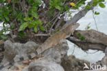 Groene leguaan (Iguana iguana)