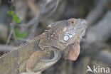 green iguana (Iguana iguana)