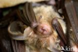 brown big-eared bat (Plecotus auritus)